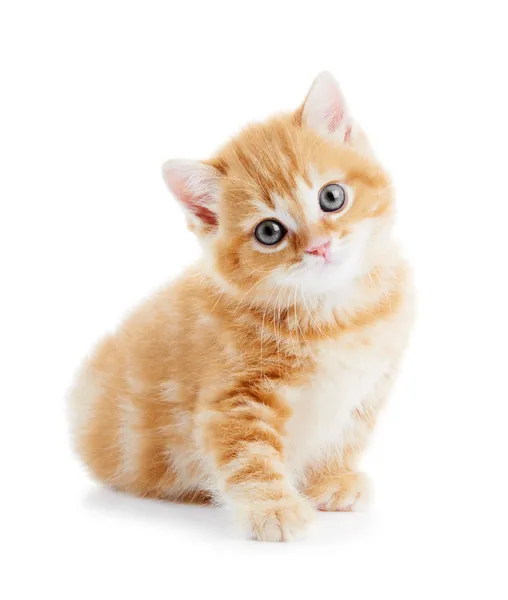 Británico taquigrafía gatito gato aislado —  Fotos de Stock