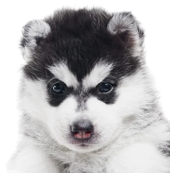 One Siberian husky puppy isolated — Stock Photo, Image