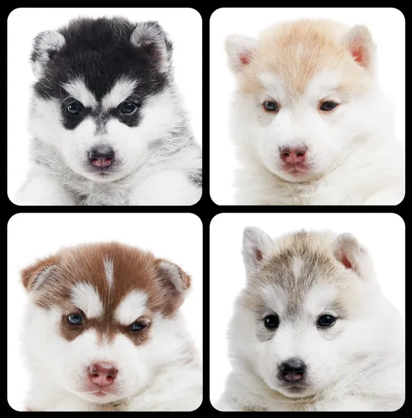 Set di cucciolo husky siberiano isolato — Foto Stock