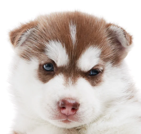 ลูกหมาไซบีเรียฮัสกี้ตัวหนึ่งถูกแยก — ภาพถ่ายสต็อก