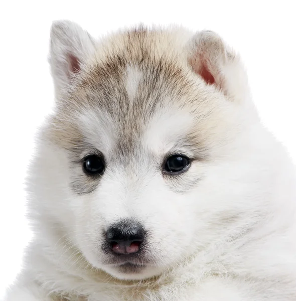 Um cachorro husky siberiano isolado — Fotografia de Stock