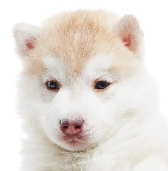 Ένα κουτάβι Σιβηρία σκύλος χάσκεϋ απομονωθεί — Φωτογραφία Αρχείου