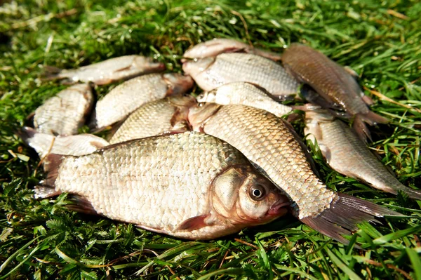 Fresh river fish on grass — Stock Photo, Image