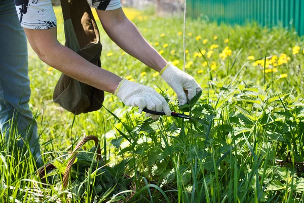 Une femme rassemble des orties fraîches dans un champ — Photo