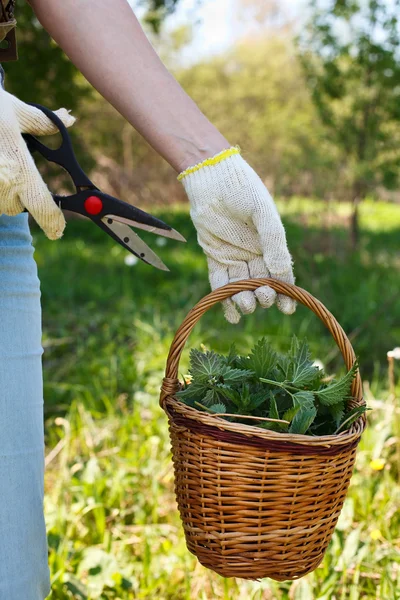 Una donna raccoglie ortiche fresche in un campo — Foto Stock
