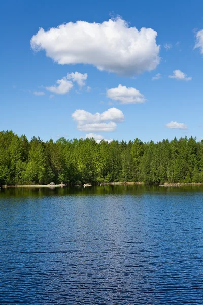Erdők nyugodt tó és örökzöld fák a parton — Stock Fotó