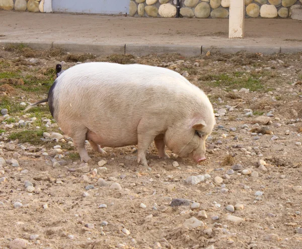 Tjocka grisen i en domstolgård — Stockfoto