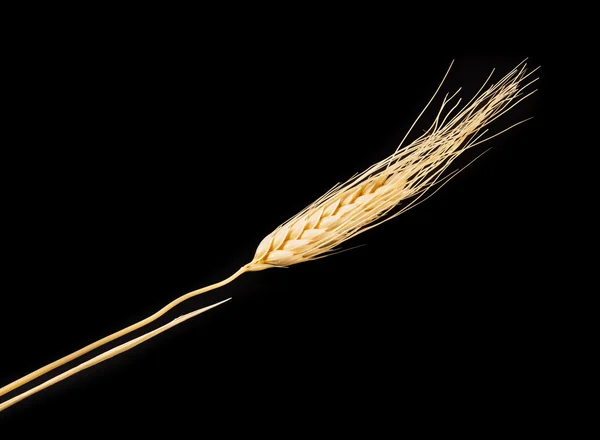 Одно ухо пшеницы — стоковое фото