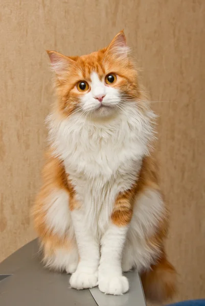 红色的长毛猫 — 图库照片