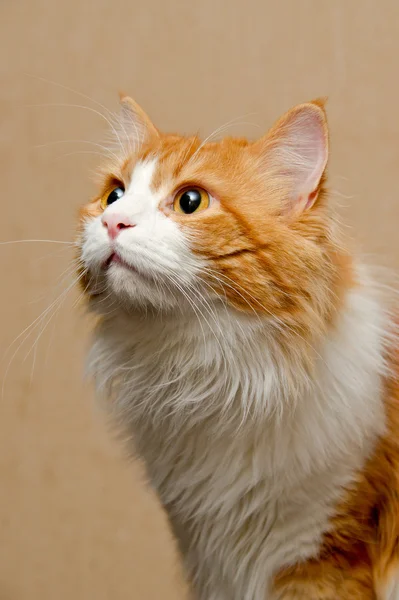 Stock image Red furry cat