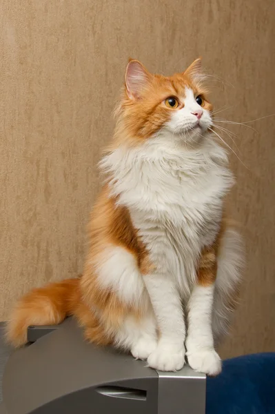 stock image Red furry cat