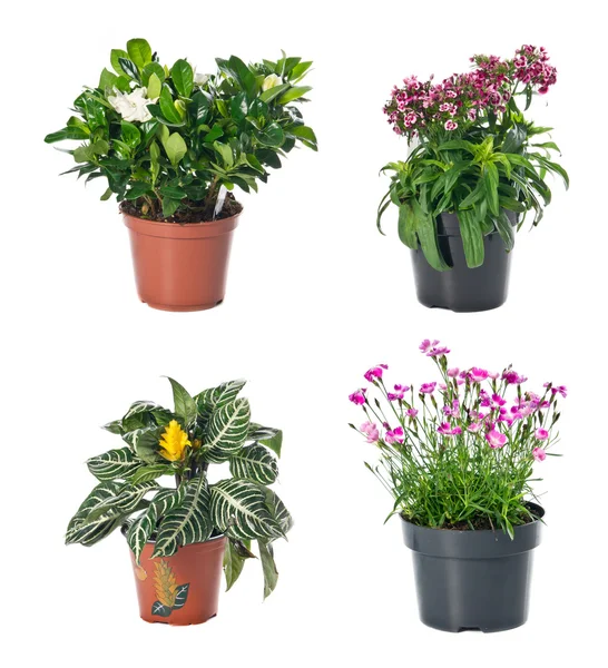 Set di piante da interno in vasi da fiori — Foto Stock