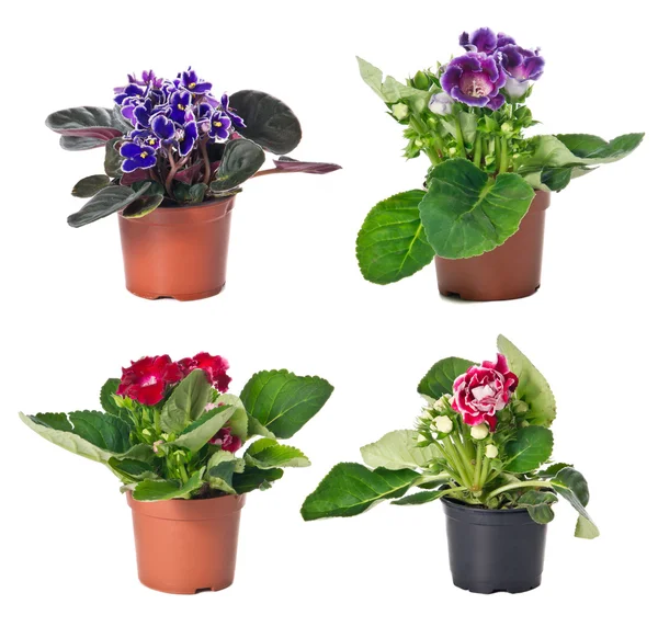 Ensemble de plantes d'intérieur dans des pots de fleurs — Photo