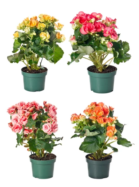 Virágtartók beltéri növények csoportja — Stock Fotó