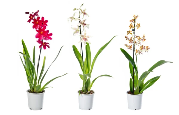 Zimmerpflanzen in Blumentöpfen — Stockfoto