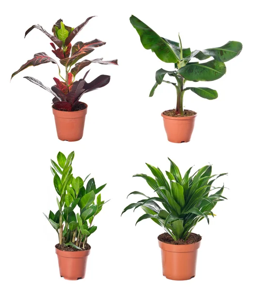 Set tanaman indoor dalam pot bunga — Stok Foto