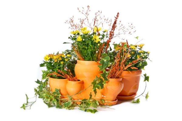 stock image Set of indoor plants in flowerpots