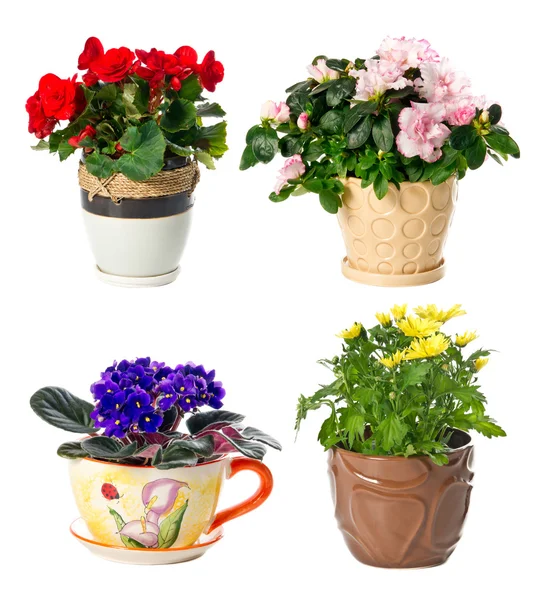 Conjunto de plantas de interior em vasos — Fotografia de Stock