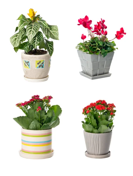 Conjunto de plantas de interior em vasos — Fotografia de Stock