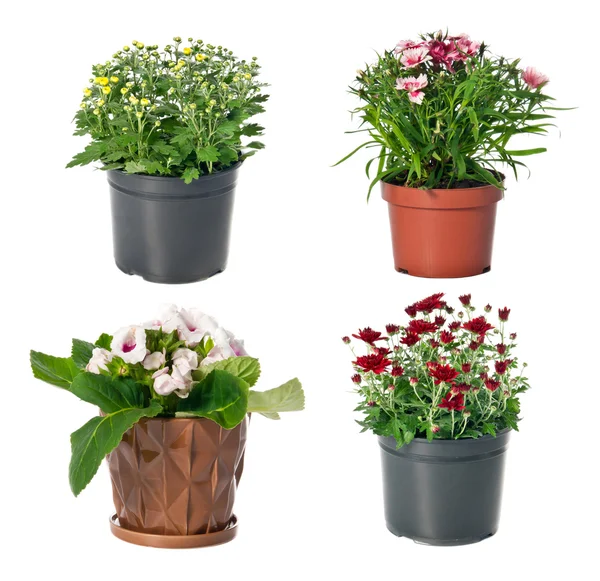 Set tanaman indoor dalam pot bunga — Stok Foto