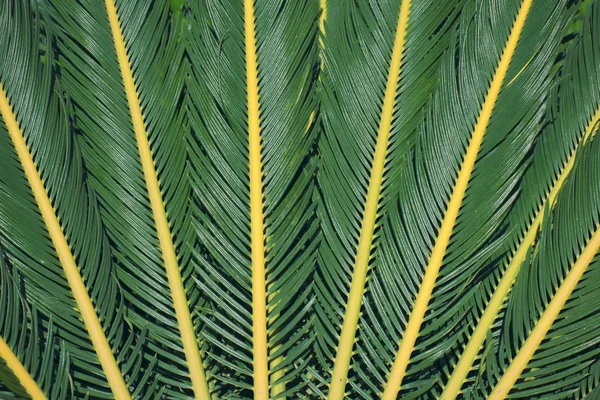 Palma leaves texture — Stock Photo, Image