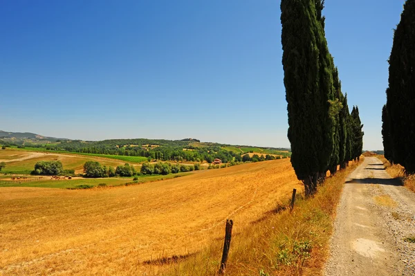 Cipreste beco que conduz à casa do fazendeiro na Toscana — Fotografia de Stock