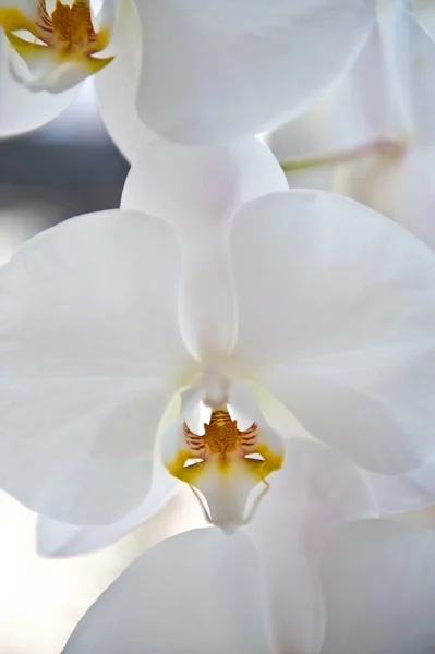 stock image Orchidea