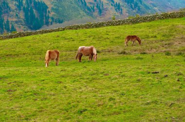 Pyrenees