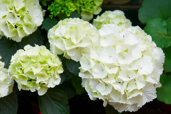 stock image Bouquet