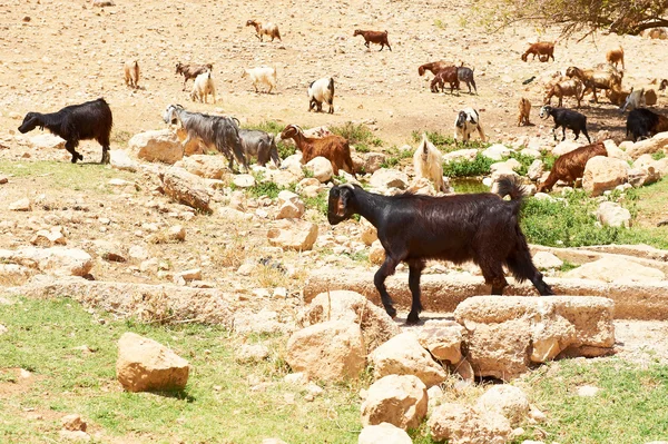 Troupeau de chèvres — Photo