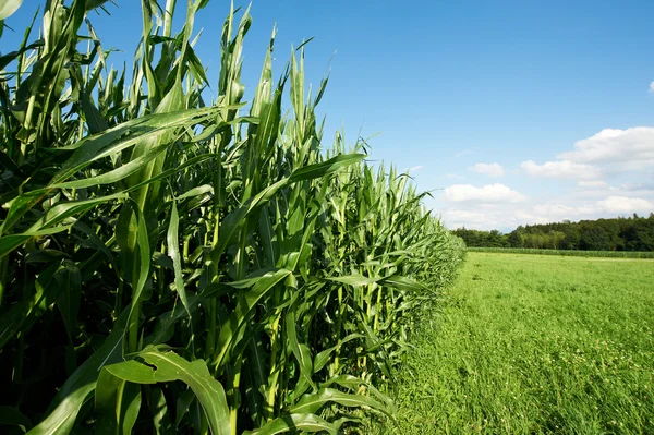 Кормовая кукуруза — стоковое фото