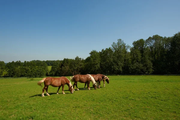 放牧马匹 — 图库照片