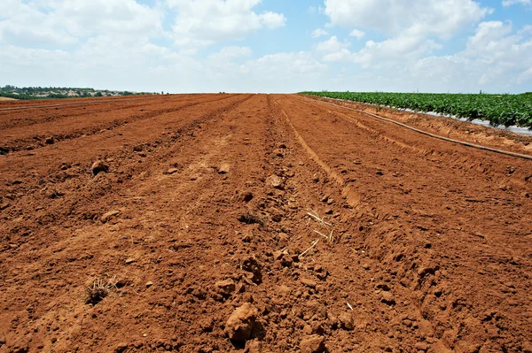 stock image Planting Strawberries