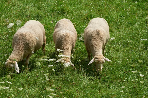 Grazing Sheep — Stock Photo, Image