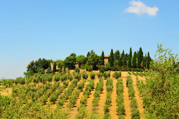 Hill of Tuscany — Stock Photo, Image
