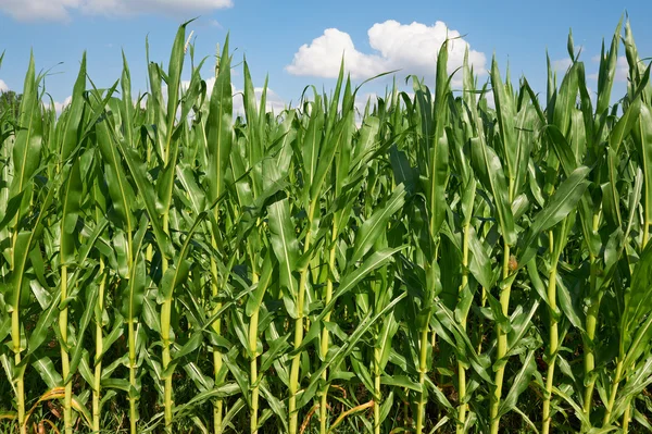 Кормовая кукуруза — стоковое фото