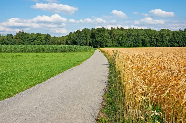 Campi di grano — Foto Stock