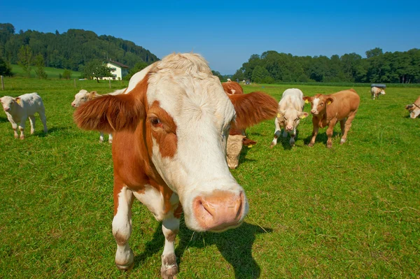 Curious Cow — Stock Photo, Image