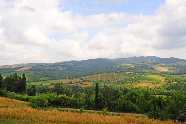 Hills of Tuscany with Vineyards and Olive Plantations in the Chianti Region