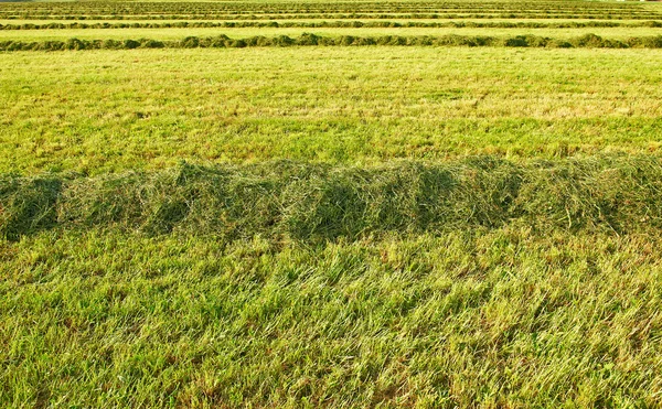The Lines of Hay — Stock Photo, Image