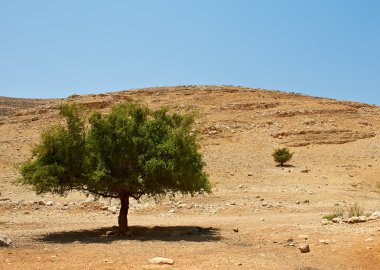 taşların ve ağaçların