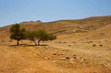 taşların ve ağaçların