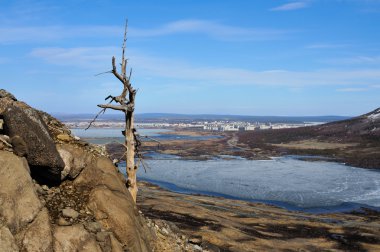 Old dead tree. clipart