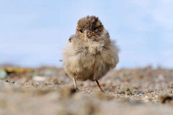 Sparrow — Stock fotografie