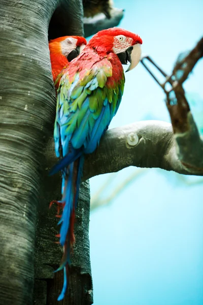 Två papegojor — Stockfoto