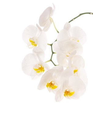 White orchid clipart