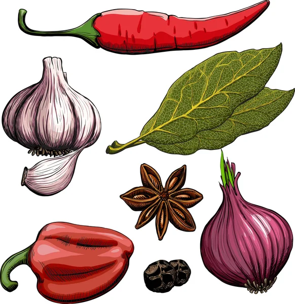 Especia. Cebolla, ajo, pimienta, laurel, pimiento picante — Archivo Imágenes Vectoriales