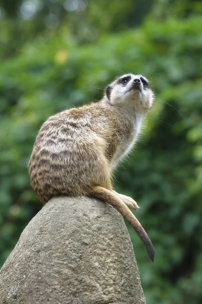 Meerkat — Stok Foto