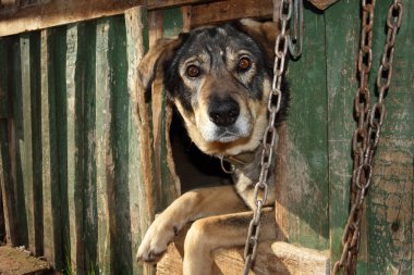 yardımsever köpek