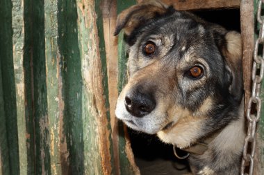 yardımsever köpek